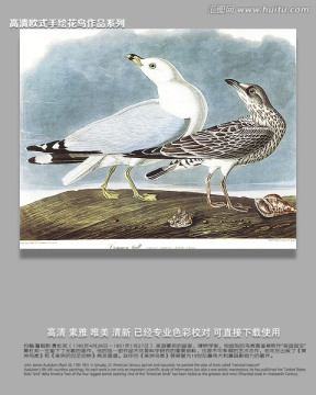 鸟类动物油画