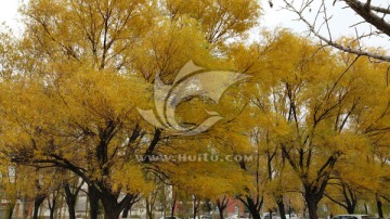 秋天柳树的黄叶
