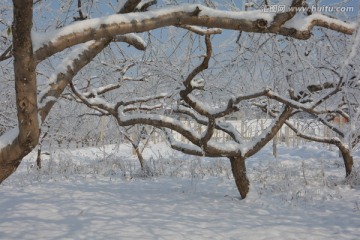 雪景