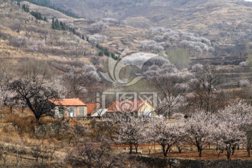 山村春早