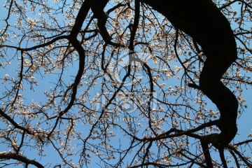 杏树开花