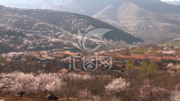 山村春早