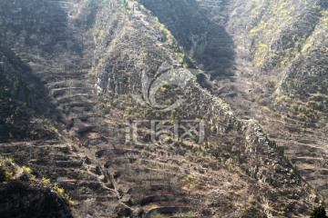 山花烂漫 山坡