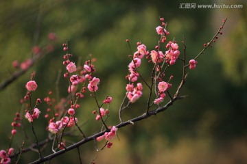 梅花