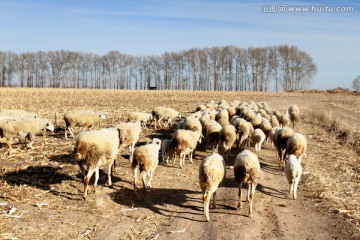 羊群 放牧 放羊