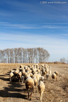 羊群 放牧 放羊 家畜 羊 绵