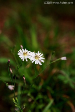 苦菜花