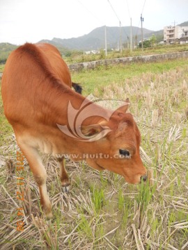 黄牛