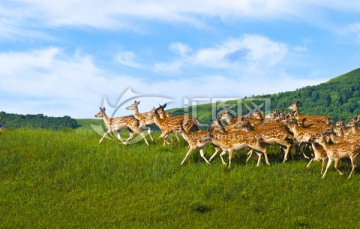 鹿 奔跑的鹿 梅花鹿 草原