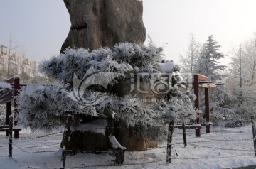 雪松