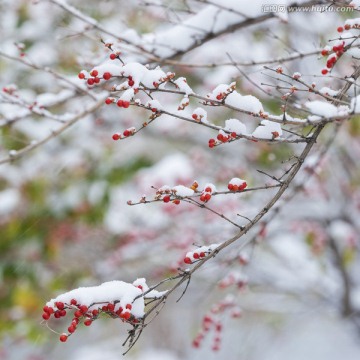 冰雪覆盖中的金银忍冬果实 方片