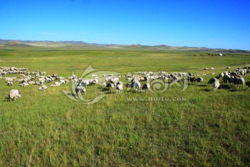 秋季草原牧场羊群