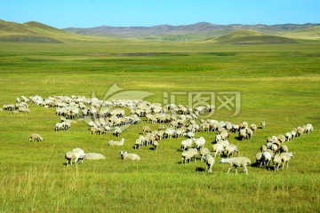 秋季草原上的羊群