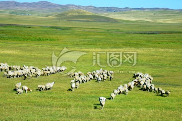 秋季草原上的羊群