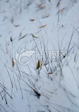 雪后的草坪
