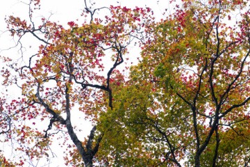 红色树叶 叶子