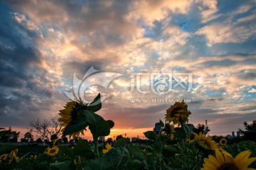 夕照花海