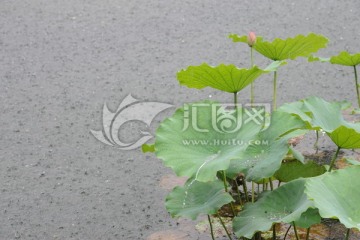 雨中的曲院风荷