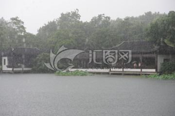 雨中的曲院风荷