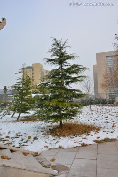 雪景