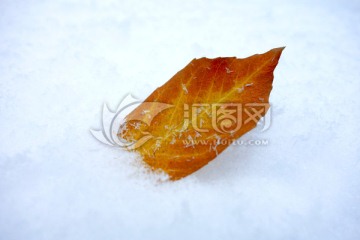 雪地上一片落叶