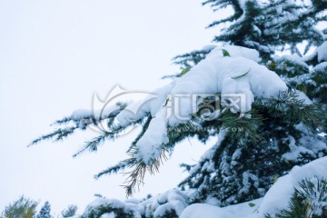 大雪压青松