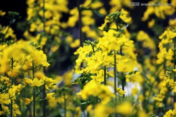 油菜花