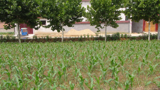 玉米地 玉米种植