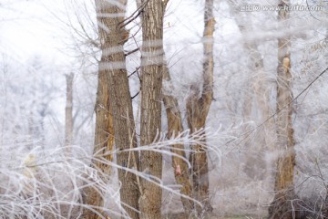 雪景