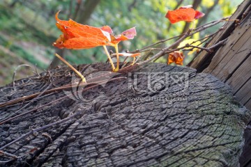 秋叶和枯木