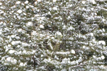 树上的积雪 松树与雪