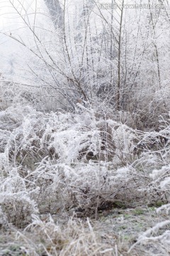 冬雪