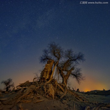 胡杨夜空