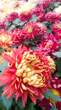 菊花
