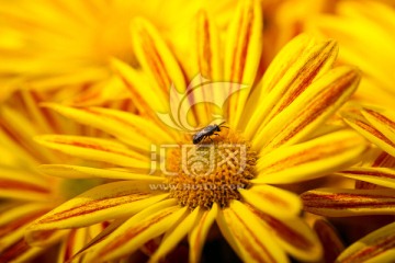 菊花与蜜蜂