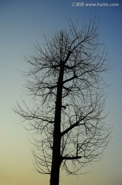 天空背景与枯树