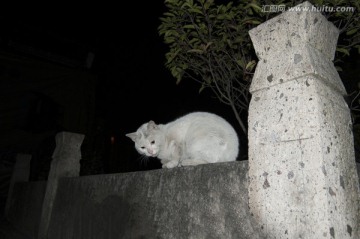 桥墩上的白猫