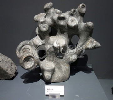 菊石化石 化石 菊石