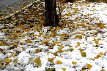 雪地上的落叶