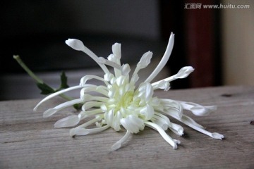 桌子上的白菊花