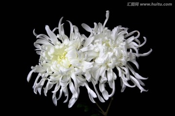 两朵绽放的白菊花