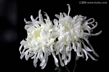 两朵白色的大菊花