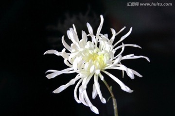 一朵盛开的菊花
