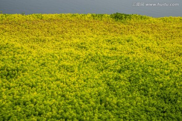 湖中的水草