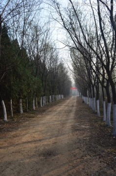 林中道路