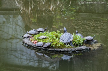 西施故里景区放生池里的乌龟