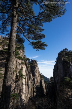 黄山松 竖片 蓝天白云