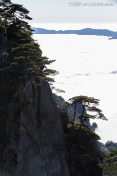 黄山松 西海大峡谷 白云谷