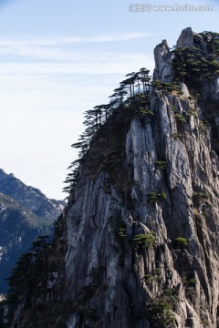 黄山松 竖片 蓝天白云