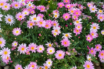 粉色菊花丛